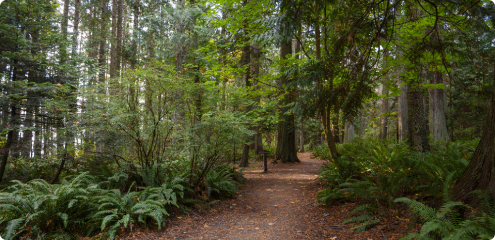 Wide forest trail near Sidney
